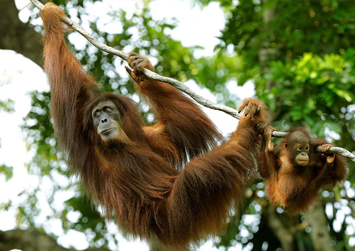 野趣獅城 | 新加坡濱海灣花園+甘榜格南+新加坡植物園+新加坡動物園+河川生態園+夜間野生動物園生態四日遊