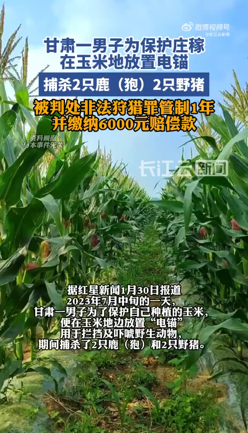 男子为保护庄稼在玉米地放置电锚