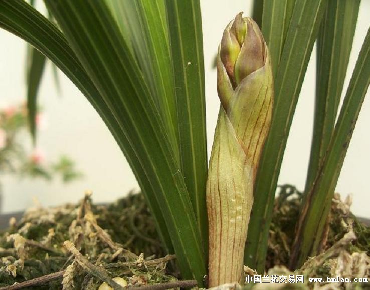 点击图片在新窗口浏览原图