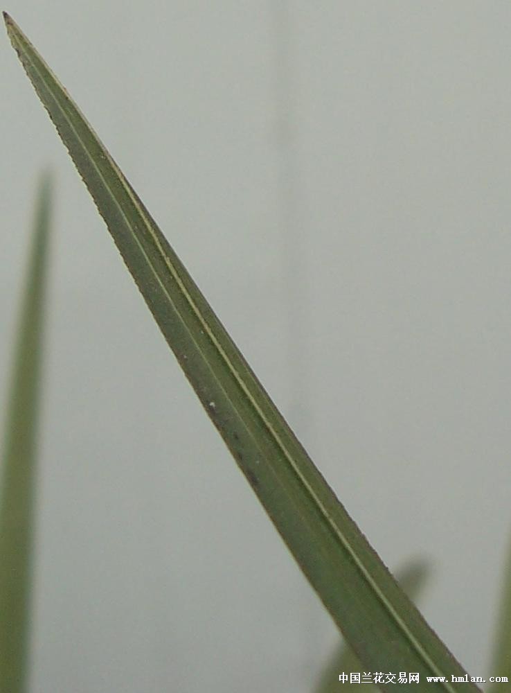 点击图片在新窗口浏览原图