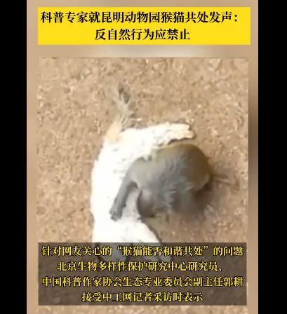 专家称猴猫共处是反自然行为