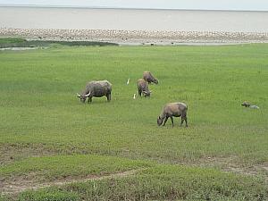 浦東の沿岸や崇明島には、地平線や牛、ヤギのいる風景も