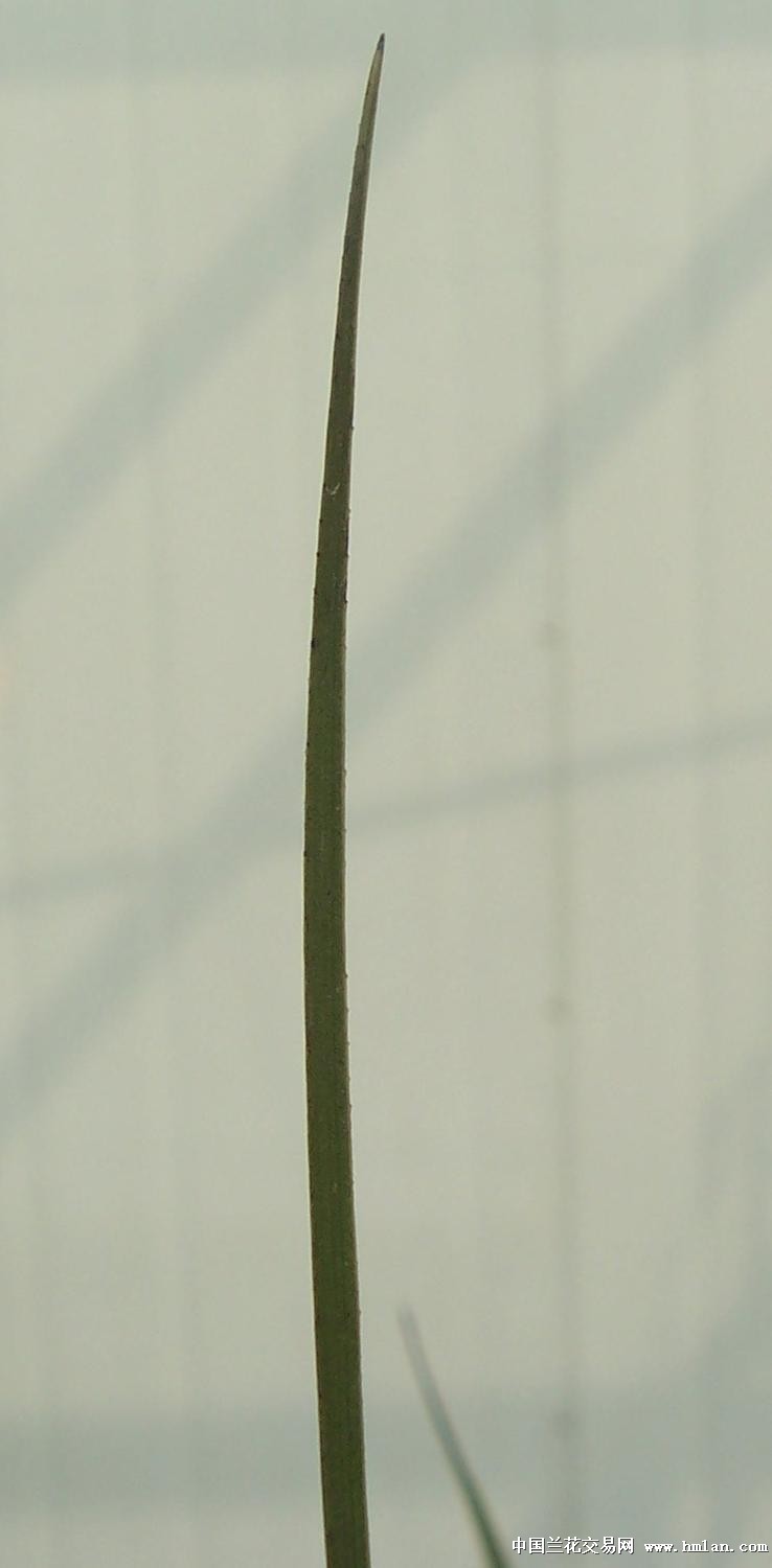 点击图片在新窗口浏览原图