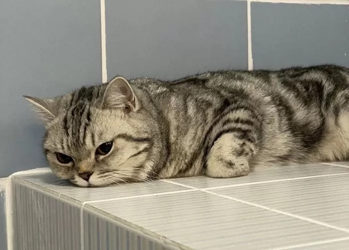 猫咪“暴力袭警”被依法逮捕！入案照走红