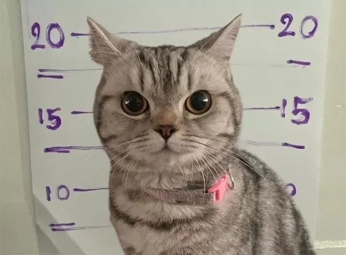 猫咪“暴力袭警”被依法逮捕！入案照走红