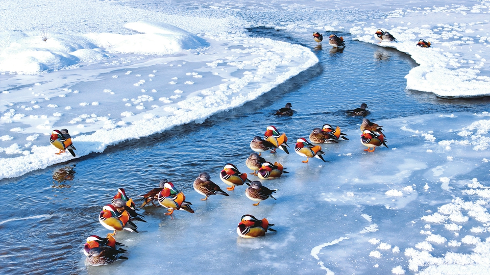 国家二级保护动物鸳鸯在武乡县大河西段冰面休憩。