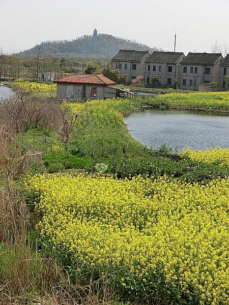 こんな田園風景も
