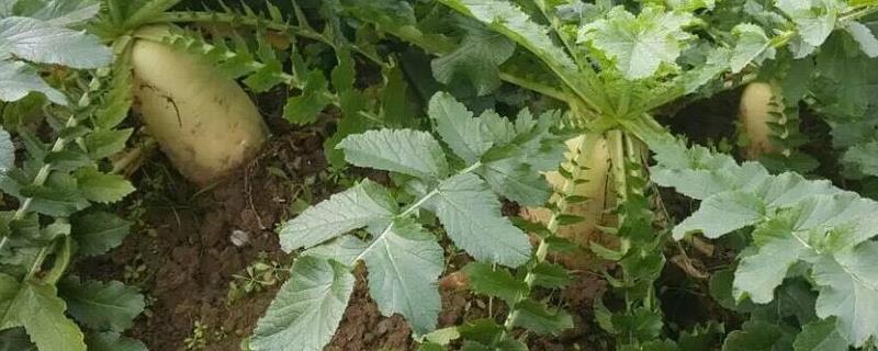 常见的十字花科作物,包括萝卜、白菜、芥菜等品种