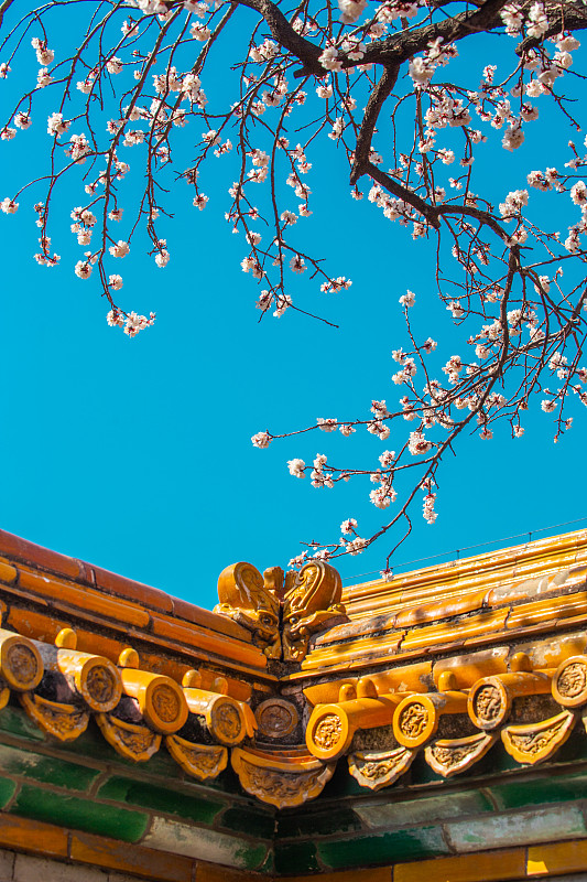 故宫里的杏花图片下载