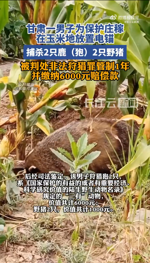 男子为保护庄稼在玉米地放置电锚