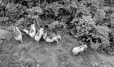 与象比邻,共享绿色家园——云南探索人与自然和谐共生的现代化样本