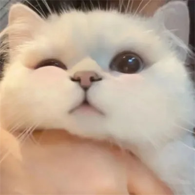 猫咪可爱头像图片