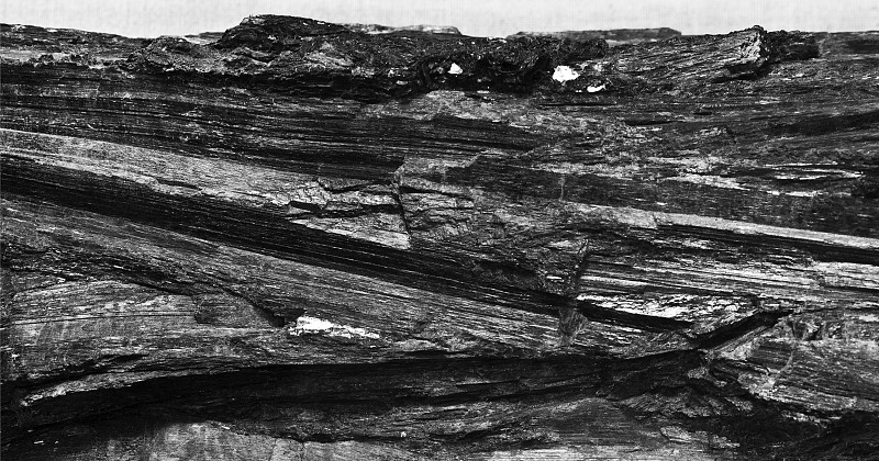 库存照片，高角度视图的树干图片下载