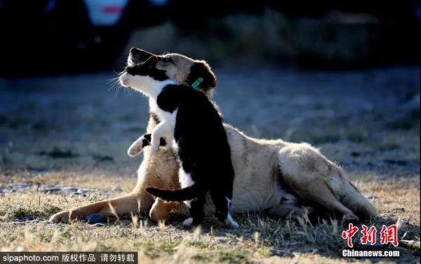 资料图：5月25日，土耳其亚洛瓦，摄影师拍摄到当地一只流浪猫与流浪狗成为好友。图片来源：Sipaphoto