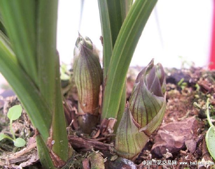 点击图片在新窗口浏览原图