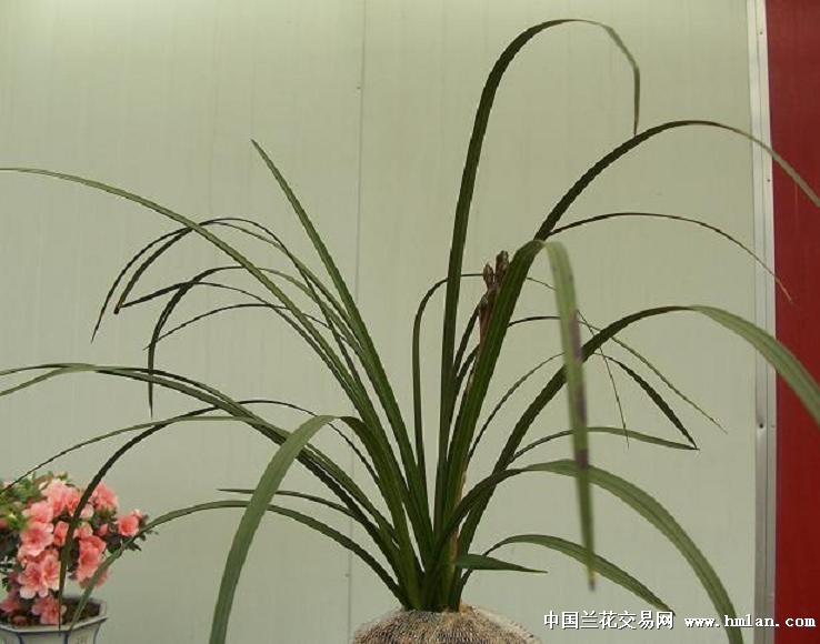 点击图片在新窗口浏览原图