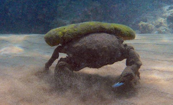 螃蟹的种类 - 海绵蟹 (Dromia personata)