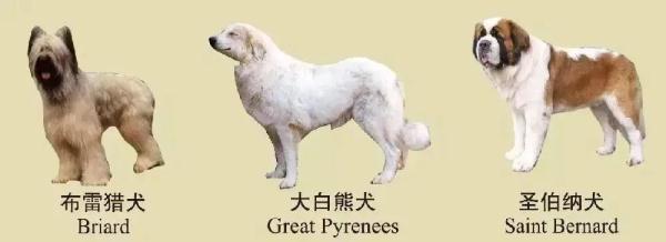 速看！南京养犬规定