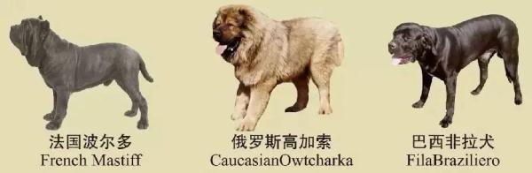 速看！南京养犬规定