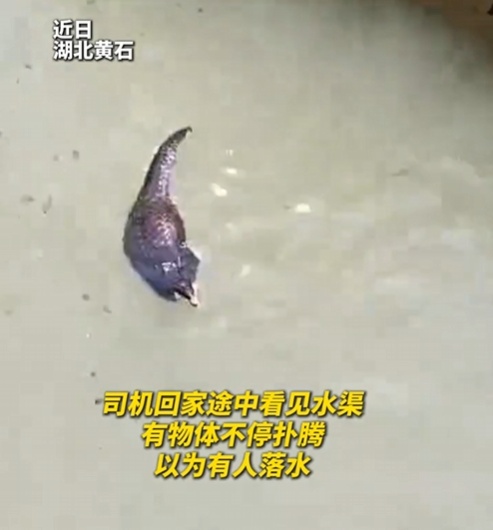 转发这条鲮鲤！货车司机救下的“胖宝宝”，是国家一级保护动物！