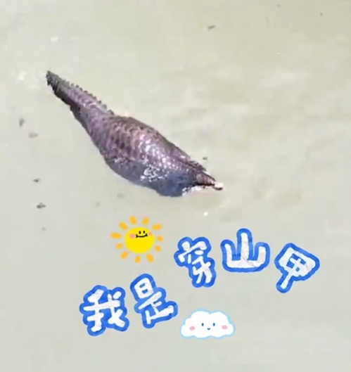 转发这条鲮鲤！货车司机救下的“胖宝宝”，是国家一级保护动物！