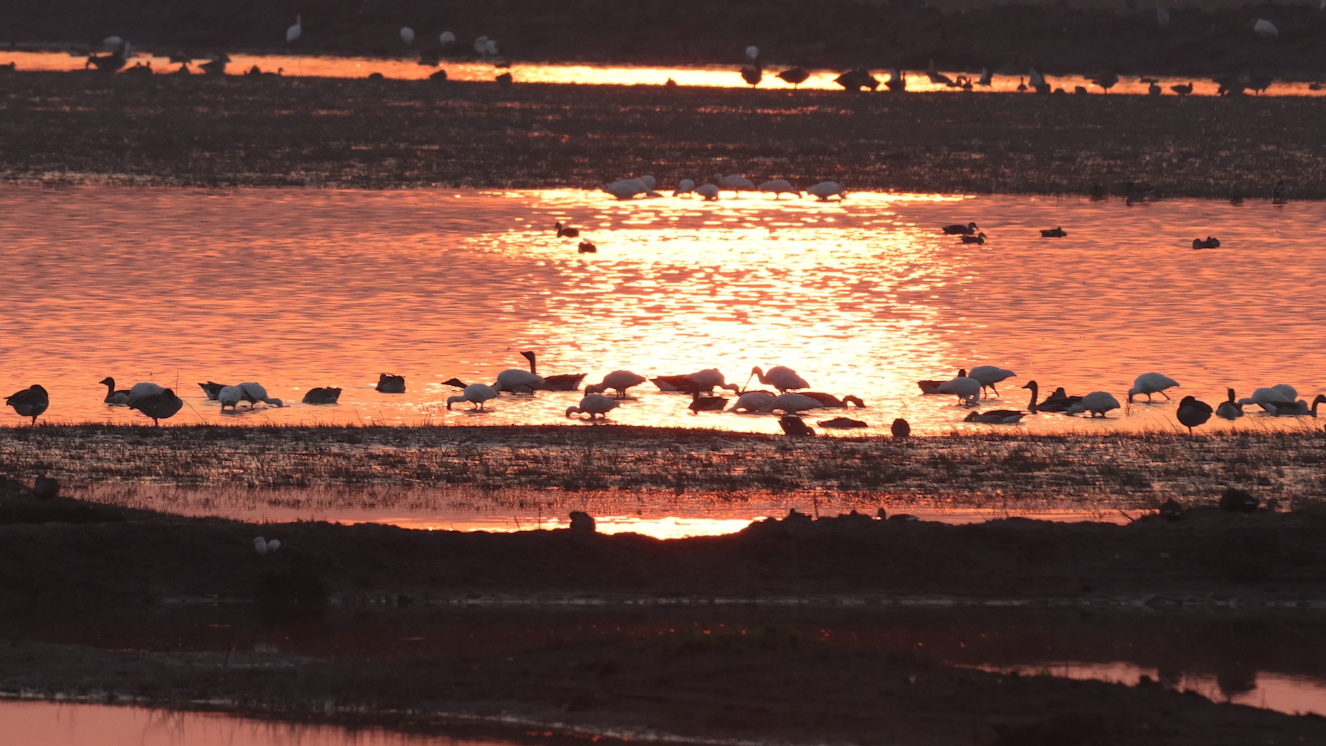 国际重要湿地武汉沉湖。国家林草局供图