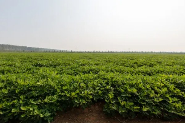 粮油作物的种类,常见水稻、小麦、油菜和花生等品种