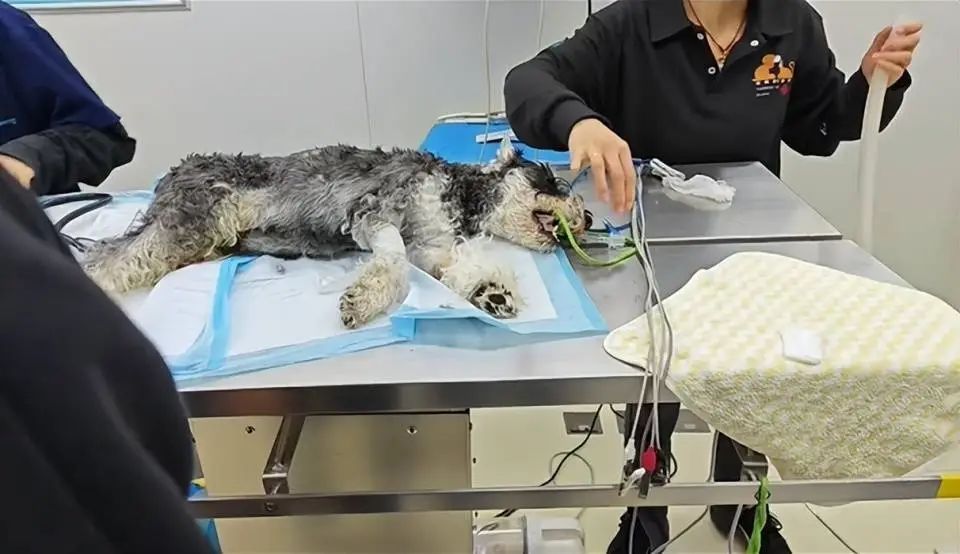 云南一公园疑有人恶意投毒，多只宠物狗死亡！警方介入