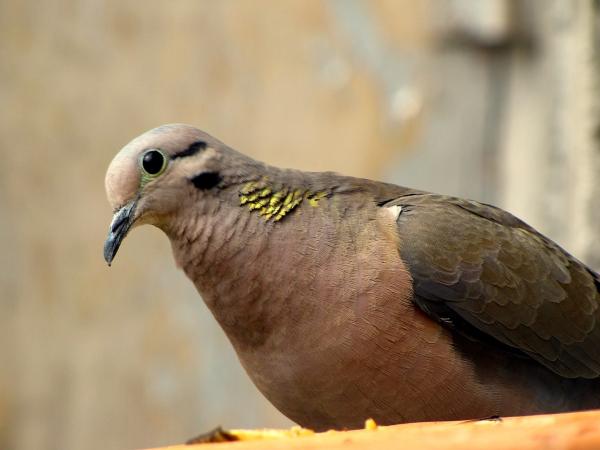 Tipos de palomas - Paloma torcaza