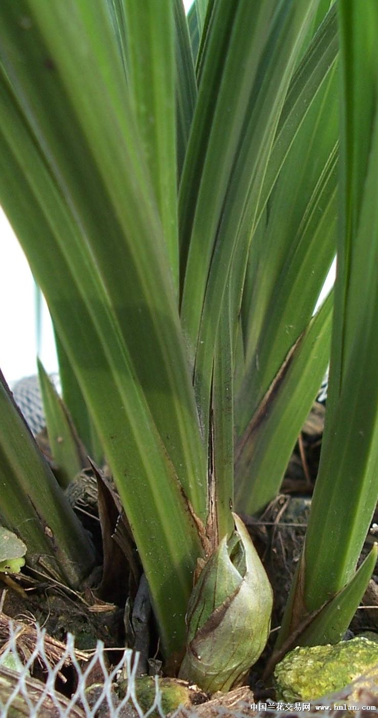 点击图片在新窗口浏览原图