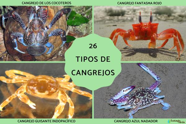 Tipos de cangrejos