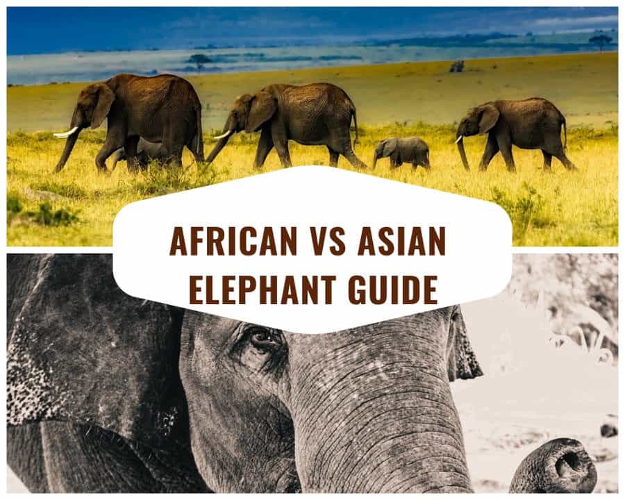African vs Asian elephant – The complete guide to differences
