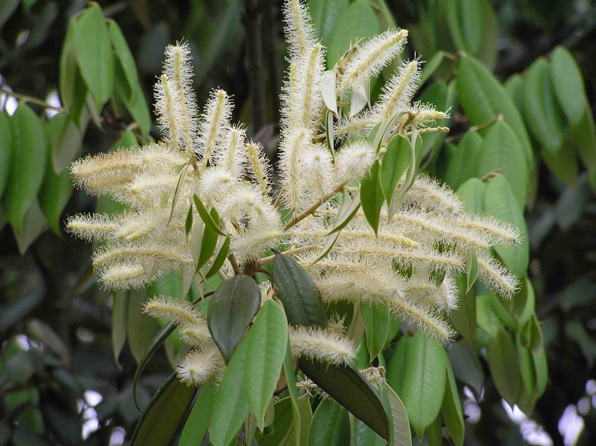 Castanopsis concinna en bosques chinos