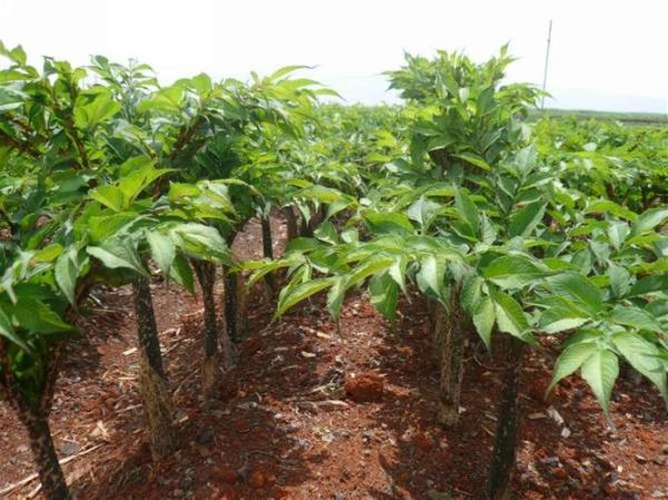 魔芋长什么样子?高清图片带你认识魔芋真面目!