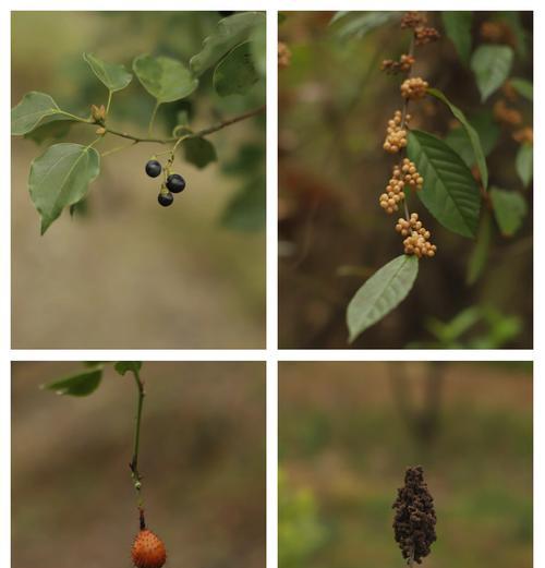 什么叫做植物?它们有哪些分类?