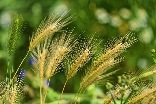 foxtail-barley-3471611_640