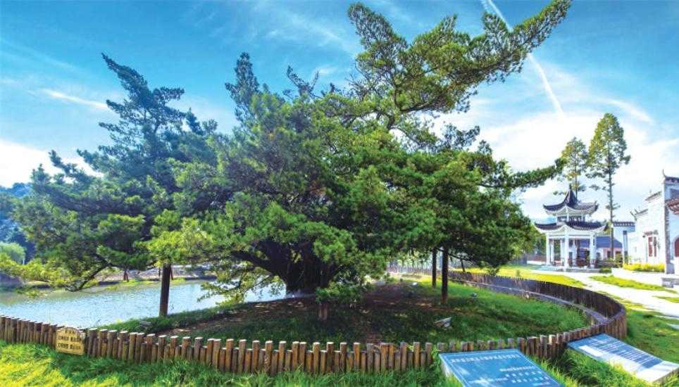 小河乡田心村，树龄约1900年的罗汉松伫立在此。林业部门一直持续关注它的生长情况，护好“绿色古董”。市林业局供图