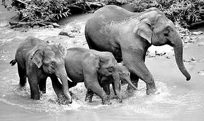 与象比邻,共享绿色家园——云南探索人与自然和谐共生的现代化样本