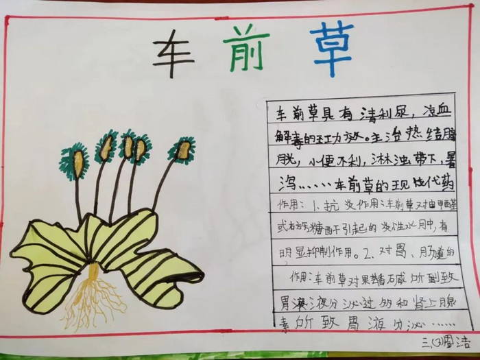 中医药文化进校园手绘手抄报