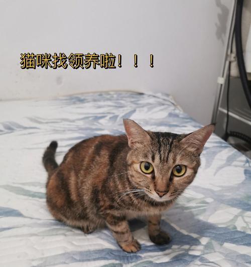 深圳地铁宠物政策详解（猫咪乘坐地铁是否允许）