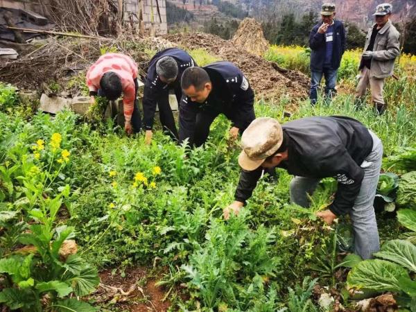 提醒！这种“小菜”种不得，重则判刑！