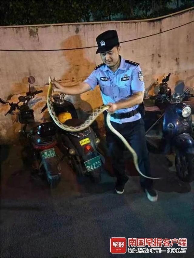 单位惊现大蛇 竟是二级保护动物