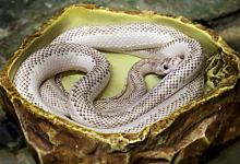 女人梦见自己被蛇咬伤 女人梦见自己被蛇咬伤是什么意思