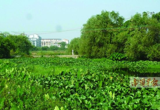 灵渠北渠花桥下游约1公里处，水面上长满了水葫芦。