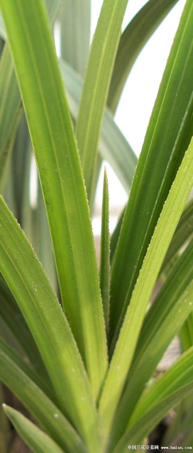 点击图片在新窗口浏览原图