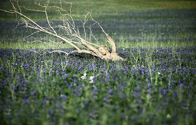逆天人体彩绘将美女与自然融为一体 超强伪装考验你眼力