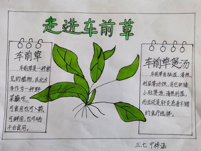 中医药文化进校园五年级手抄报