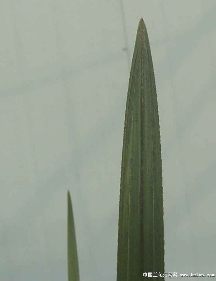 点击图片在新窗口浏览原图