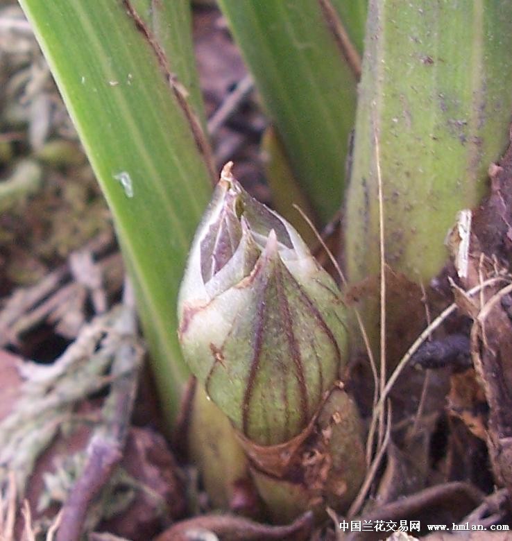 点击图片在新窗口浏览原图