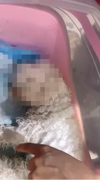 宠物医院拍摄的宠物狗死亡视频截图（丁女士提供）